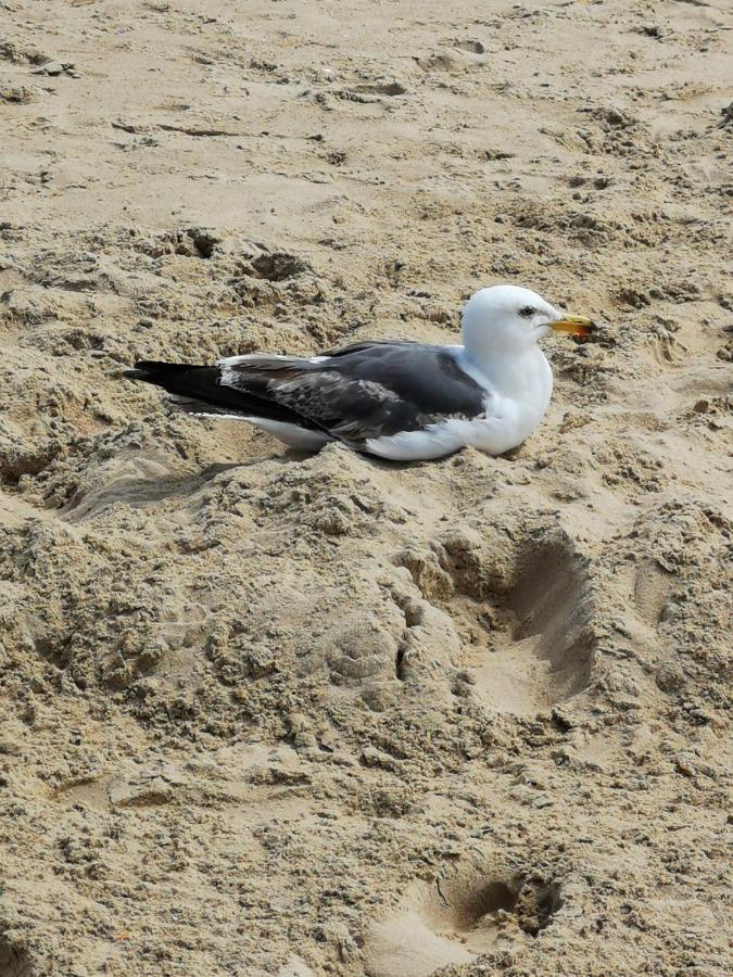 Poseidon Friends Lägenhet Bournemouth Exteriör bild
